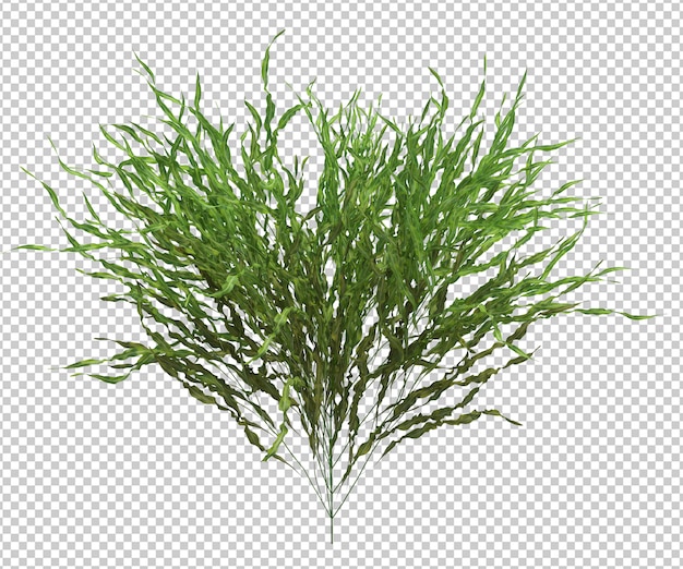 เรนเดอร์ 3 มิติ Brush Tree Isolated