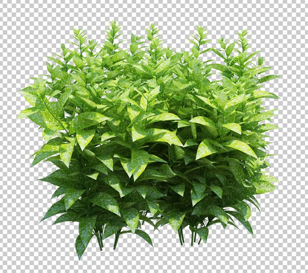เรนเดอร์ 3 มิติ Brush Tree Isolated