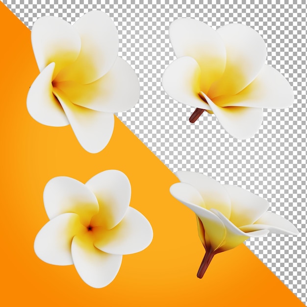 3d Render Frangipani Na Przezroczystym Tle