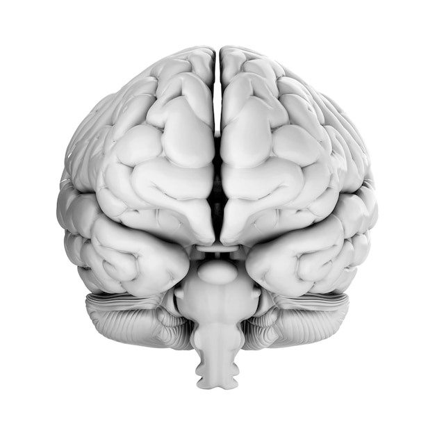 PSD 3d render of human brain isolated on transparent background