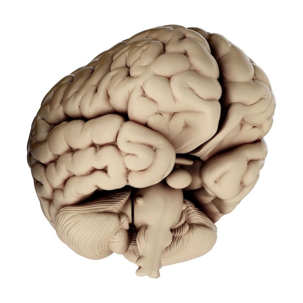 PSD 3d render of human brain isolated on transparent background