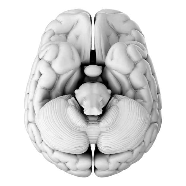 PSD 3d render of human brain isolated on transparent background