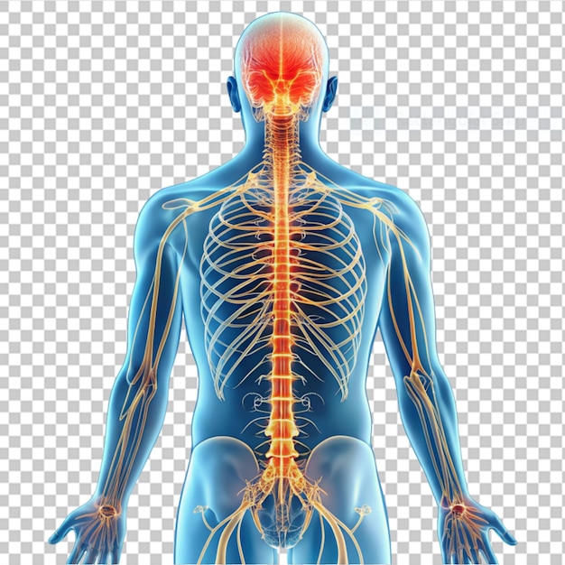 PSD 3d-рендеринг мужской медицинской фигуры в стоячей позе с выделенными суставами на прозрачном фоне