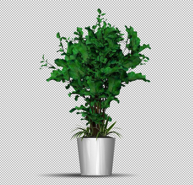 ポット内の孤立したリアルな植物の3dレンダリング