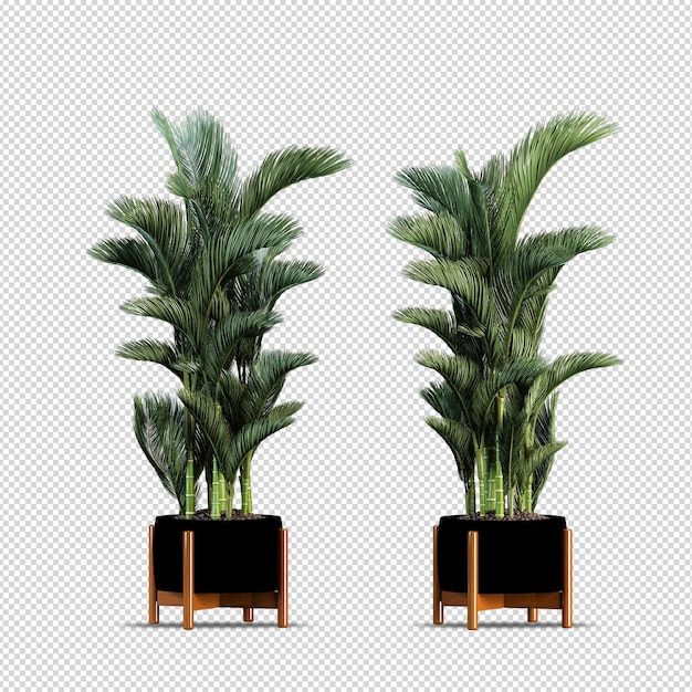 3d render plant in pot isolated