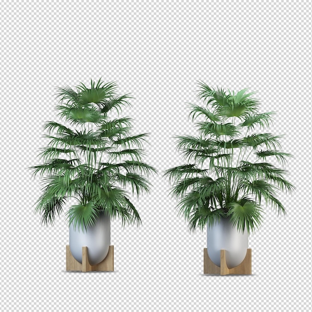 3d render plant in pot isolated