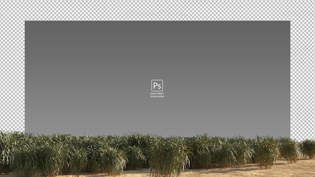 PSD 3d render sugarcane field