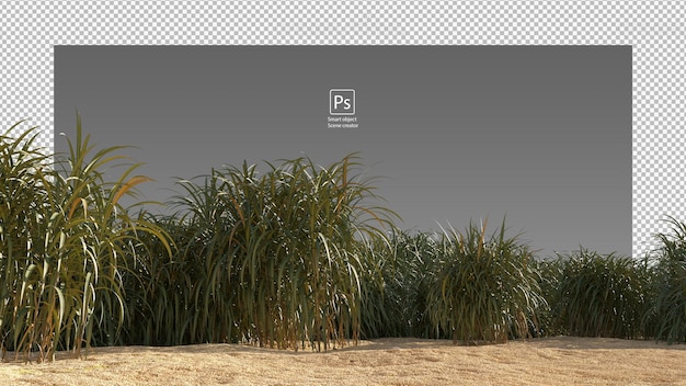 PSD 3d render sugarcane field