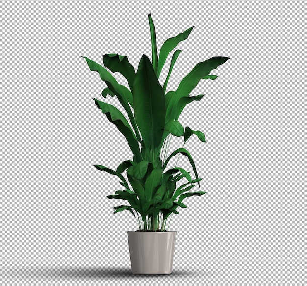 3d render van geïsoleerde realistische planten in pot