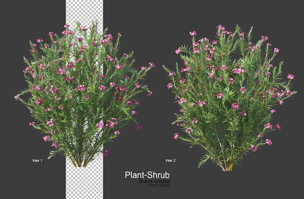 3D는 다양한 식물과 꽃을 렌더링합니다.