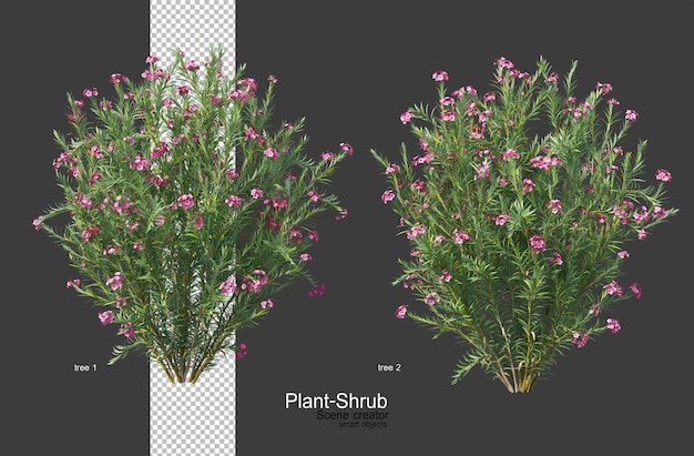 PSD 3d render a variety of plants and flowers.