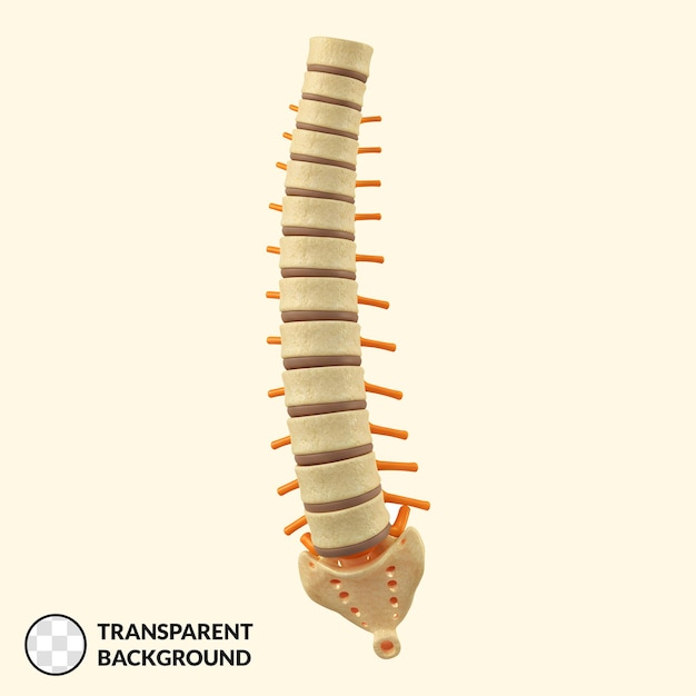 3d rendered spine model