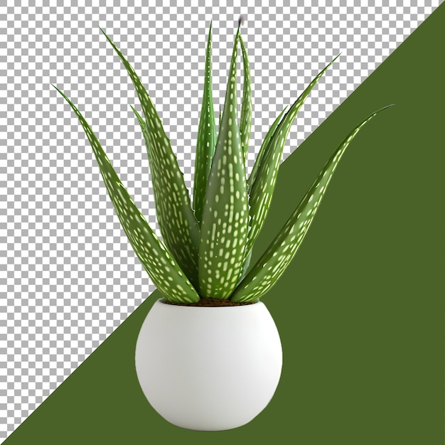 PSD rendering 3d di una pianta di aloe vera su uno sfondo trasparente