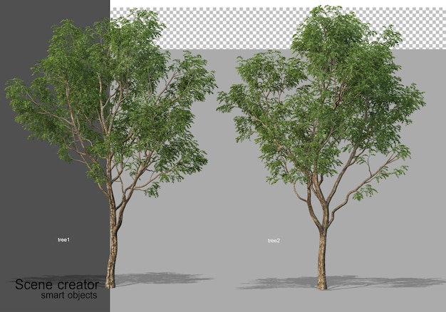 分離されたさまざまな角度で美しい木の3Dレンダリング