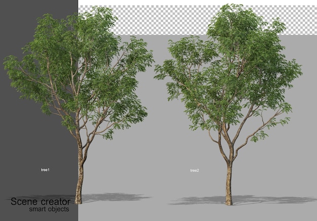 Rendering 3d di bellissimi alberi in vari angoli isolati