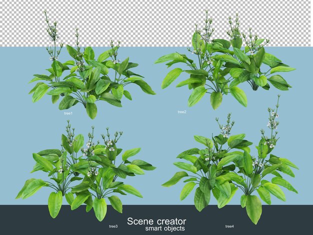 Rendering 3d di bellissimi alberi in vari angoli isolati