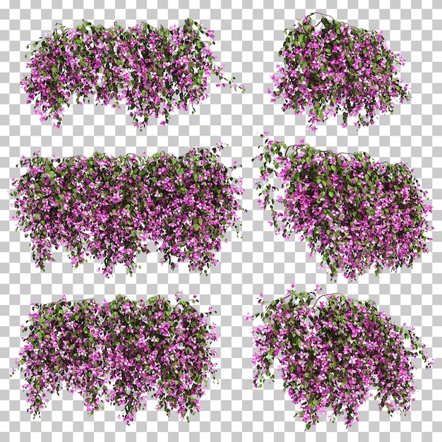 부겐빌레아의 3d 렌더링