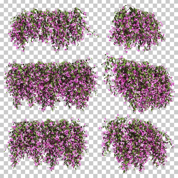 PSD 3d rendering of bougainvillea