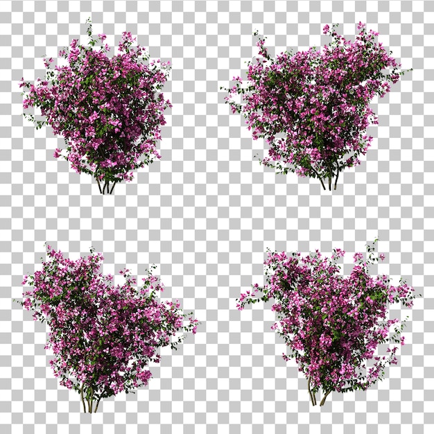 부겐빌레아의 3d 렌더링