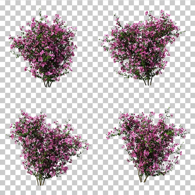 3d rendering of bougainvillea