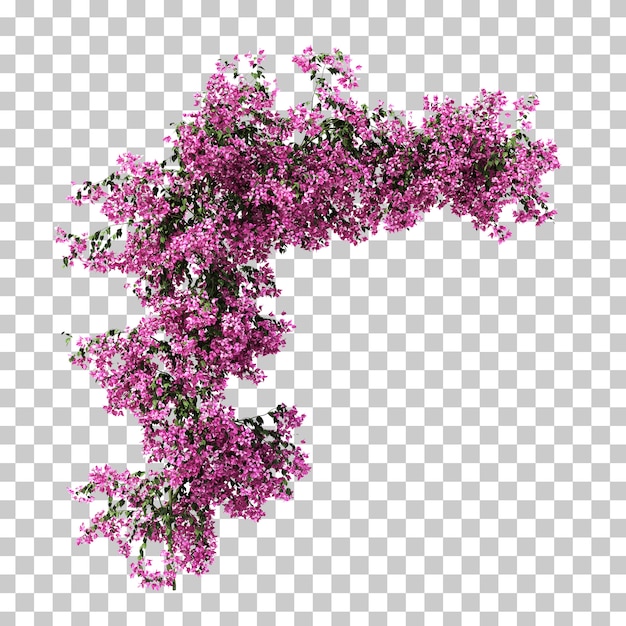 3d rendering of Bougainvillea