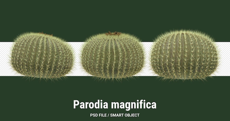 PSD 3d rendering of cactus isolated  