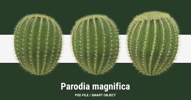 PSD 3d rendering of cactus isolated