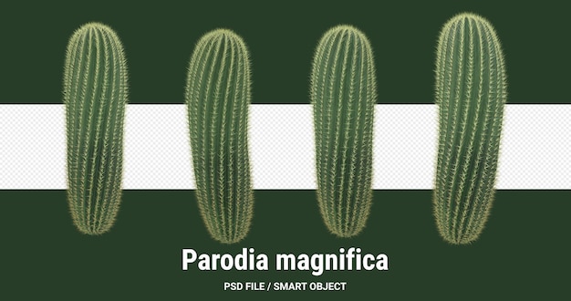 3d rendering of cactus isolated