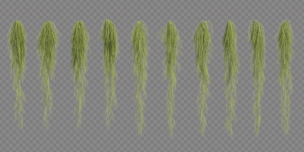 PSD 3d rendering of casuarina glauca