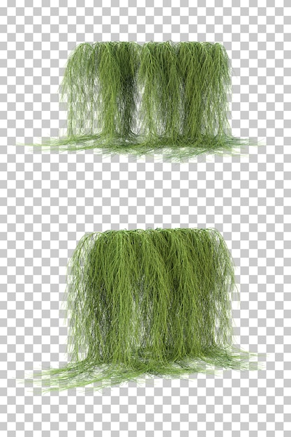 PSD 3d rendering of casuarina glauca