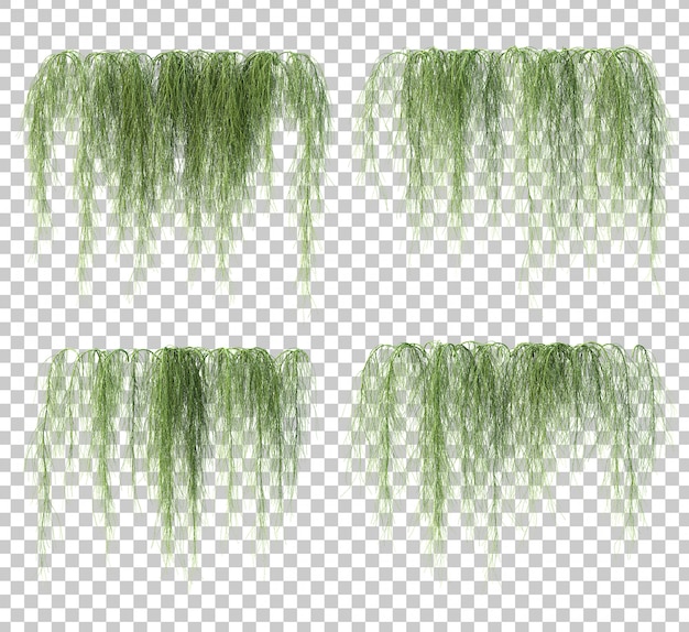 3d rendering of casuarina glauca