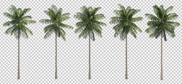 PSD 3d rendering of coconut palm trees