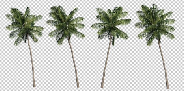 3D rendering of coconut palm trees