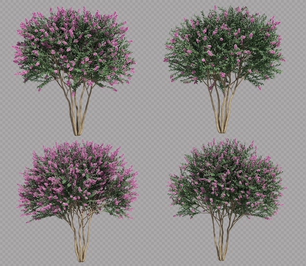 PSD 3d rendering of crepe myrtle tree set