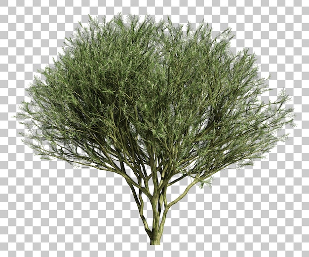 PSD 3d rendering of desert museum palo verde tree