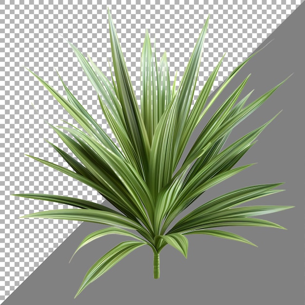 PSD rendering 3d di una pianta di dracaena su uno sfondo trasparente