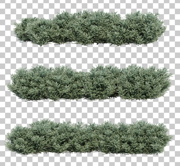 3d rendering of dwarf olive bushes