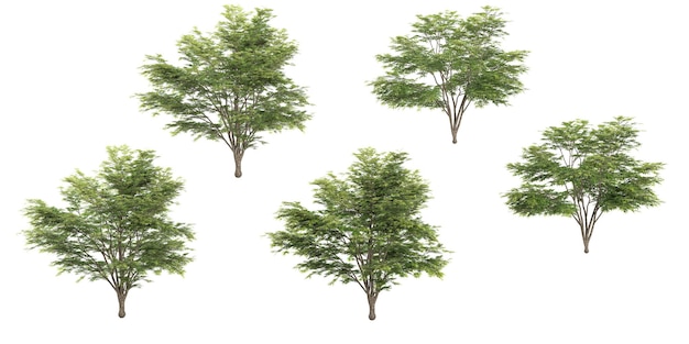 3D-рендеринг елки на прозрачном фоне