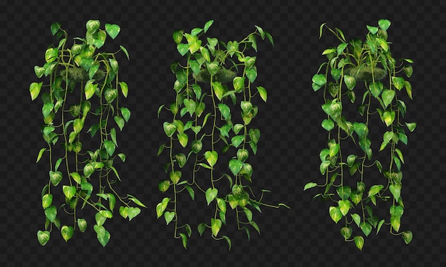 PSD 3d rendering of epipremnum aureum hanging  isolated collection