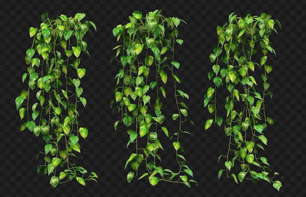 PSD 3d rendering of epipremnum aureum hanging  isolated collection