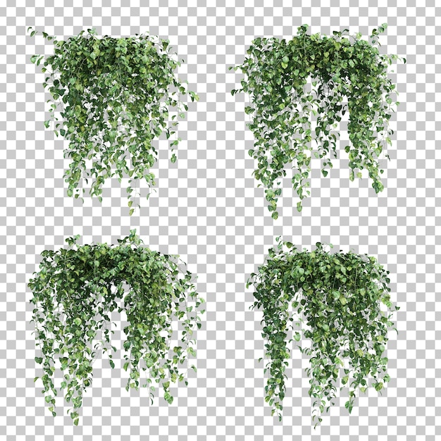 3d rendering of  Epipremnum aureum