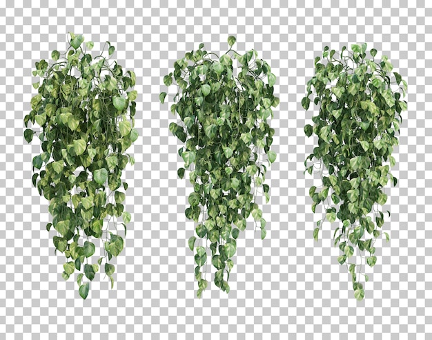 3d rendering of  epipremnum aureum