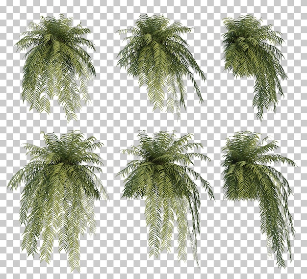 3d rendering of fern tree