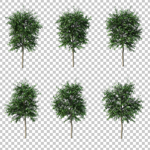 Rendering 3d di ficus benjamina