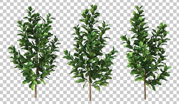 3d rendering of ficus lyrata