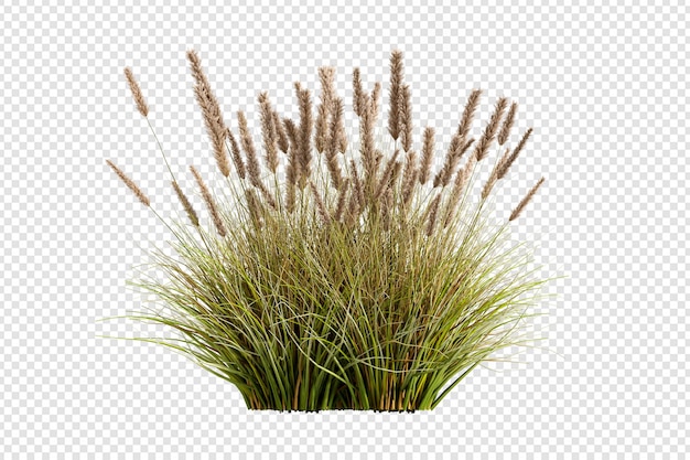 PSD 3d rendering of grass and shrub arrangements