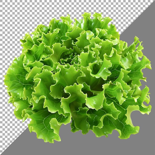 PSD 3d rendering of a green lettuce on transparent background ai generated