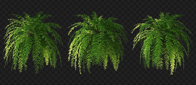 3d rendering of hanging fern isolated collection