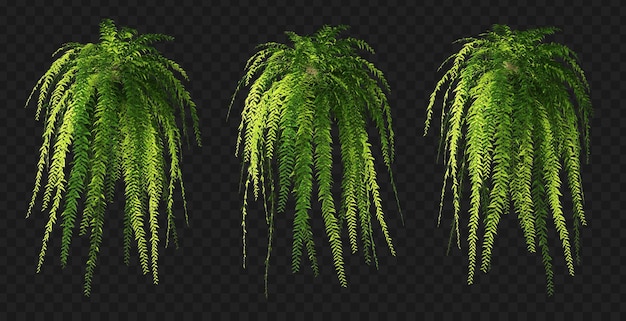 3d rendering of hanging fern isolated collection