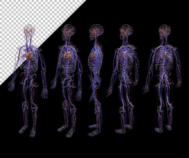 PSD vista prospettica del nervo della vena angiologica umana del rendering 3d